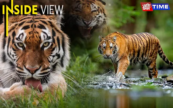 Tiger Resurgence: India Leads Way In Conservation